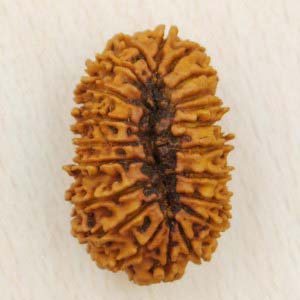 21 Mukhi Nepali Rudraksha Beads, for Spiritual Purpose, Color : Brown