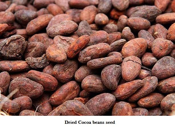 cocoa beans