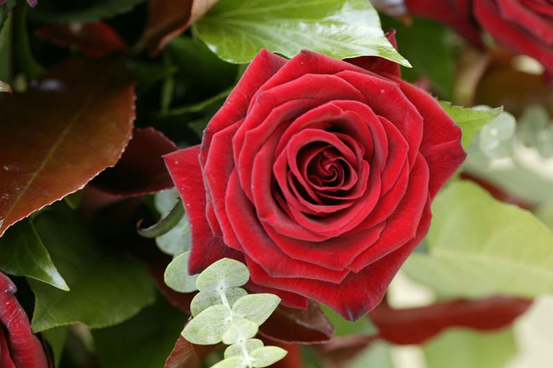 fresh rose flower