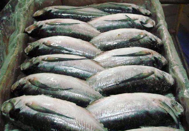 Frozen Horse  Mackerel Fish