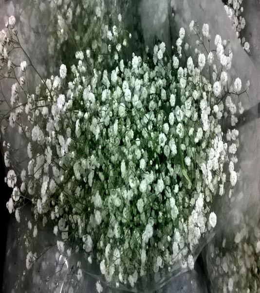 Gypsophila Flowers By T J Flowers Gypsophila Flowers From Bangalore Karnataka Id 1277372