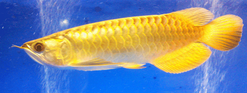 Buy Gold Arowana Fish  from Sunny Kim Farm Bangkok 