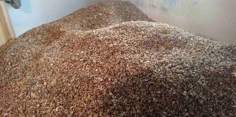 moringa seeds