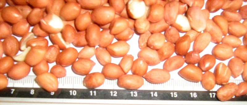 Processed Peanuts