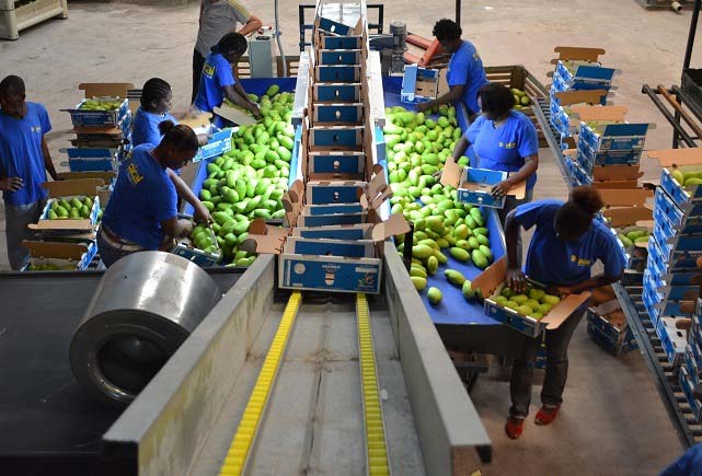 Fruit Grading Line