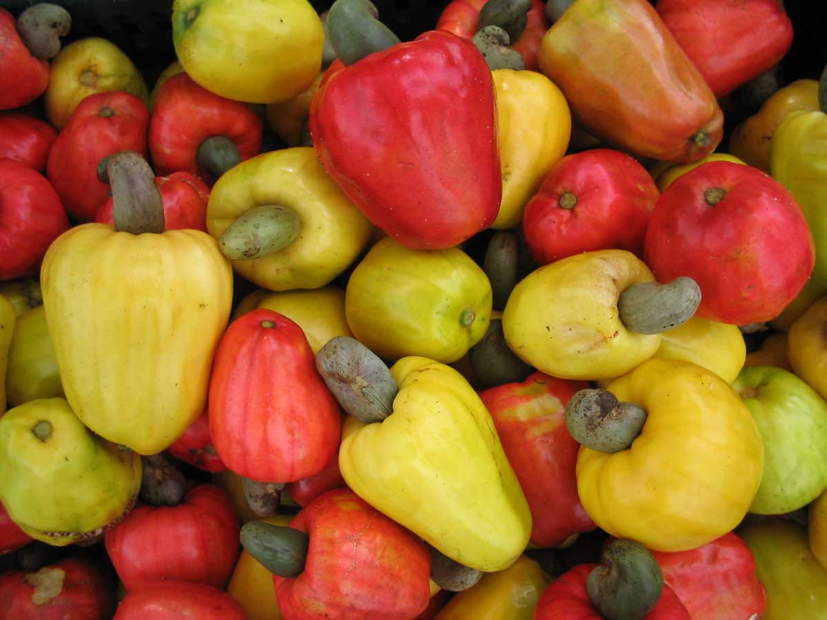 Cashew Fruit Juice Concentrate Buy CASHEW FRUIT JUICE CONCENTRATE in
