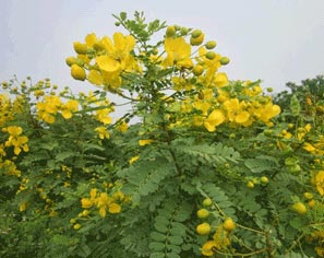 Senna Auriculata Plant