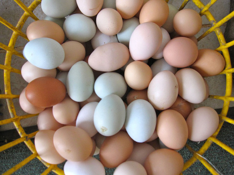 poultry eggs