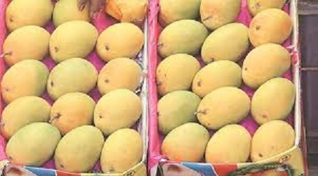 Mango Fruit