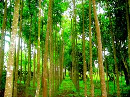 tree plantation services