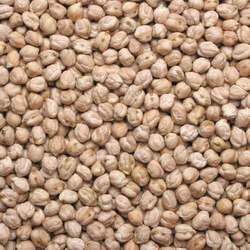 Chickpeas, Size : 8-9mm