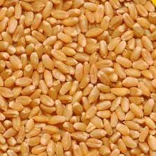 Durum Wheat, Certification : fassai