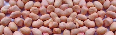 Groundnut