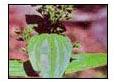 Swertia Chirata Plant