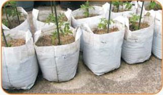 Plastic Grow Bags, for Growing Plants, Pattern : Plain