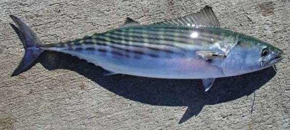 Whole Frozen Bonito Fish