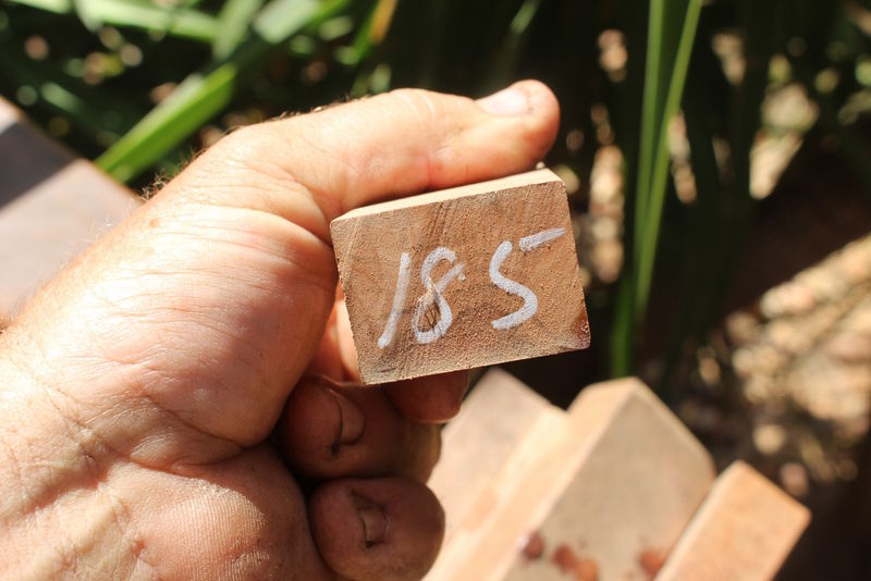 Tasmanian Birds Eye Huon Pine Log, 7 Pcs, Craft, Furniture, Slab, Wood