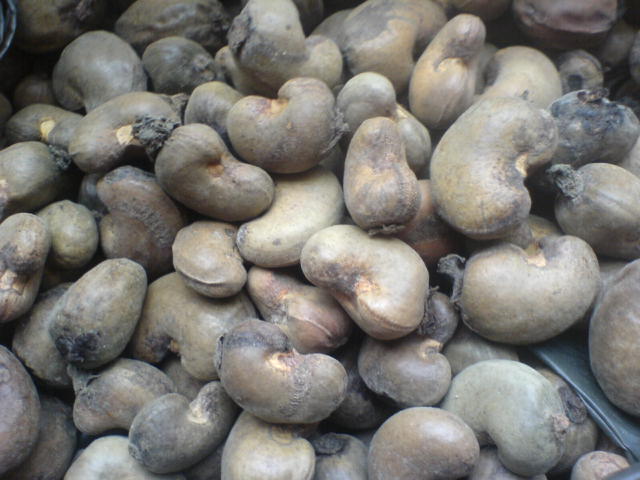 cashew raw material suppliers