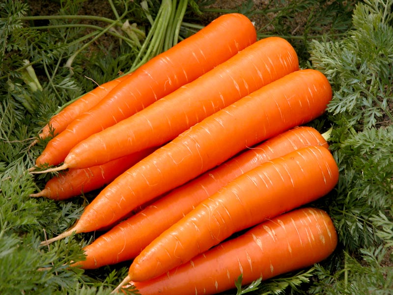 Fresh Carrot