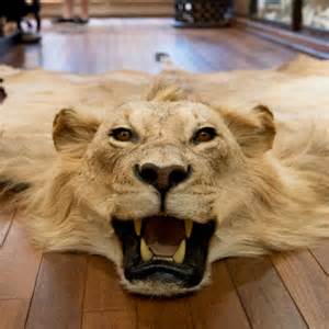 Lion Rugs Buy Lion Rugs for best price at USD 1200 / 1200 Piece ( Approx )
