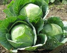 Fresh Green Cabbages
