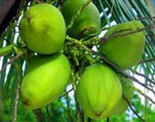 Fresh Green Coconuts