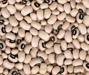 Organic Black Eye Beans, for Cooking, Packaging Size : 25kg, 50kg