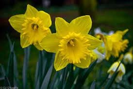 Fresh Daffodil Flowers