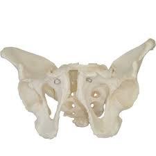 Adult male pelvis