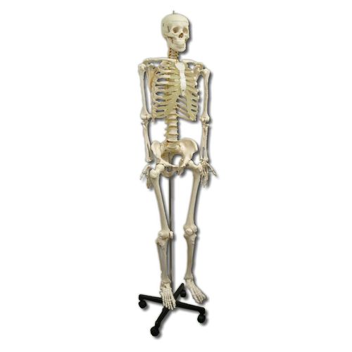 Life-Size Skeleton180cm Tall