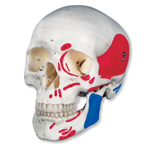 Life-Size Skull With Painted Muscles