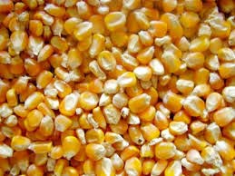 Corn Seeds Organic Yellow Maize Animal Feed, for Flour, Food Grade Powder, Rawa, Style : Fresh