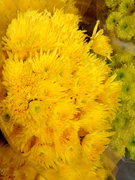 Chrysanthemums Flower, Color : Yellow
