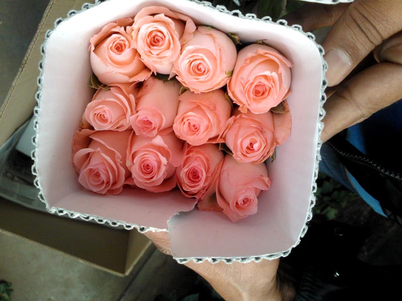 Dutch Roses