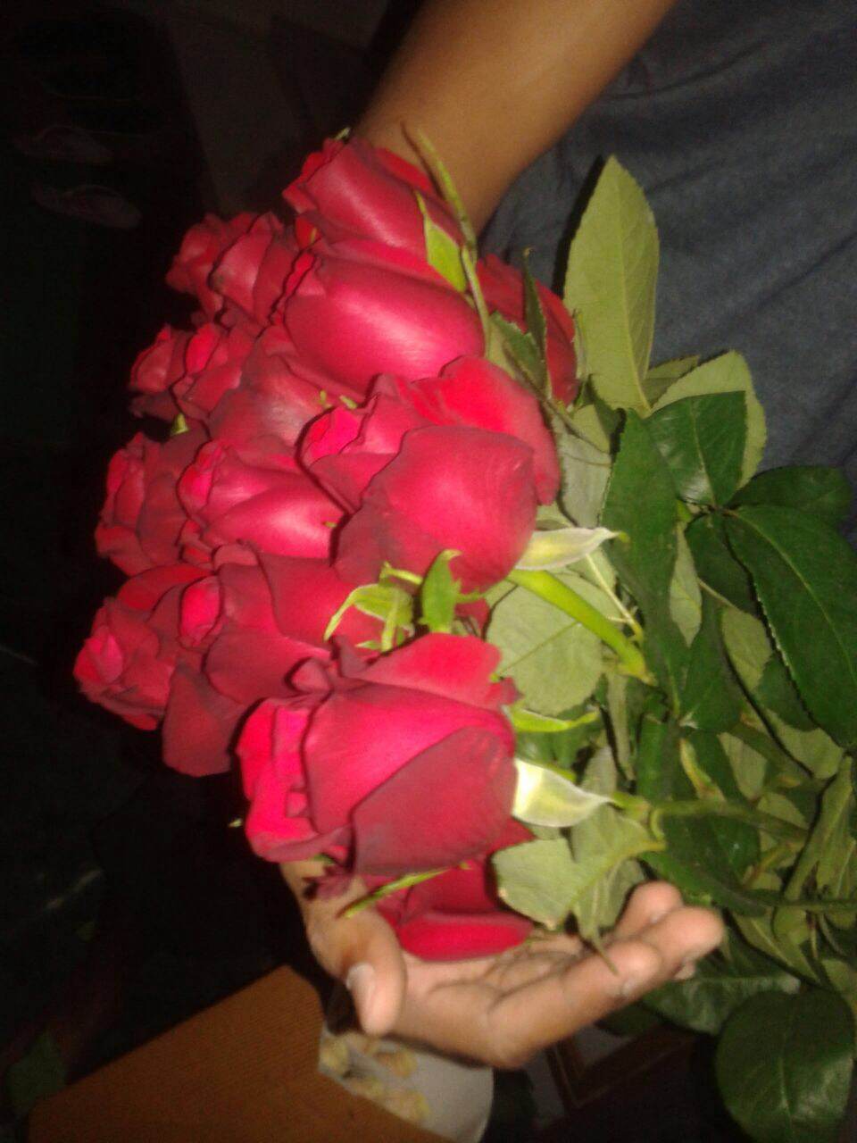 Tajmahal Red Rose