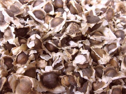 Common Moringa Seeds, for Medicine, Purity : 99%