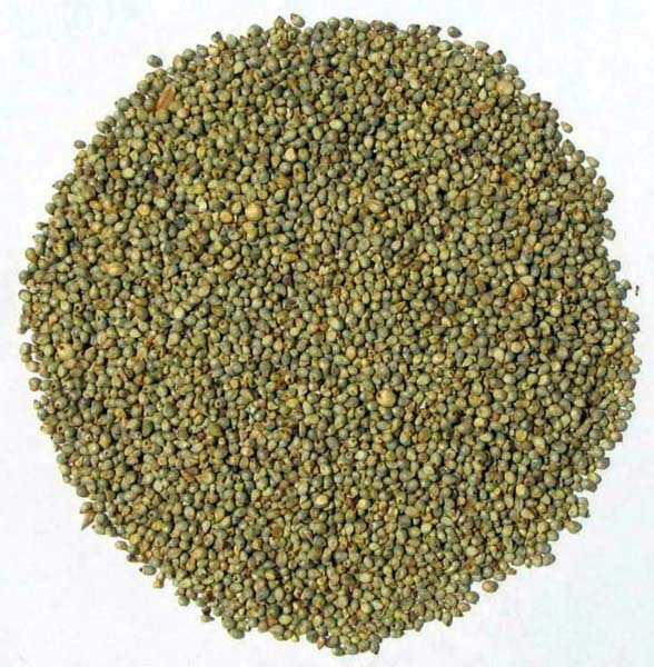 Sorghum Seeds