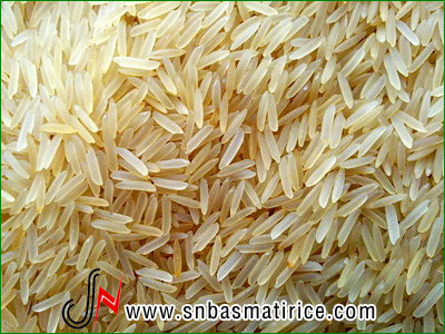 1509 sella rice