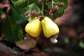 Cashew Nut Plants