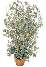 Eucalyptus Plants, for Furniture, Length : 8 - 12 Feet