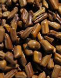 Indian Cassia Tora Seeds