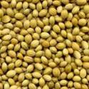 Indian Coriander Seeds Whole