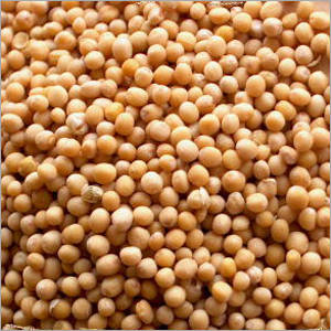 Indian Yellow Mustard Seeds