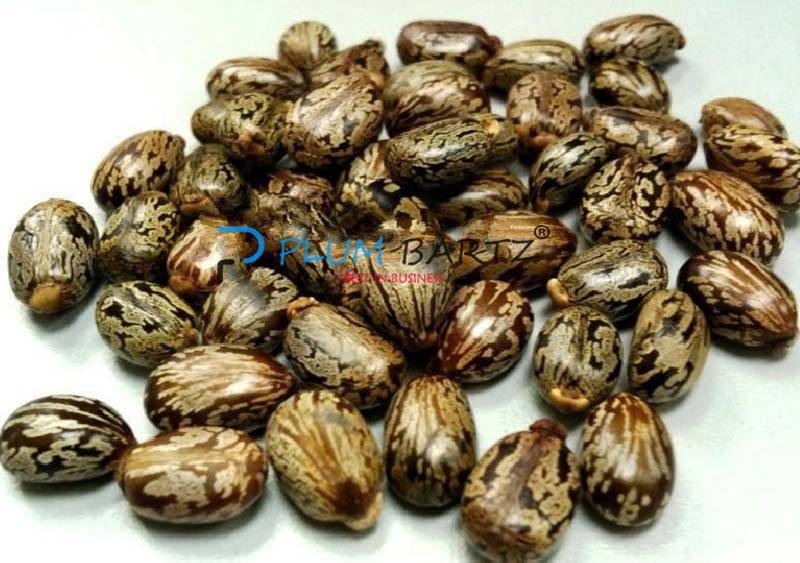 castor-oil-seeds-manufacturer-in-tirupur-tamil-nadu-india-by-plum-bartz