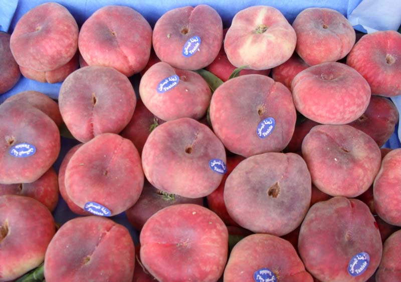 Tunisian Peach and Tunisian Nectarine Peach