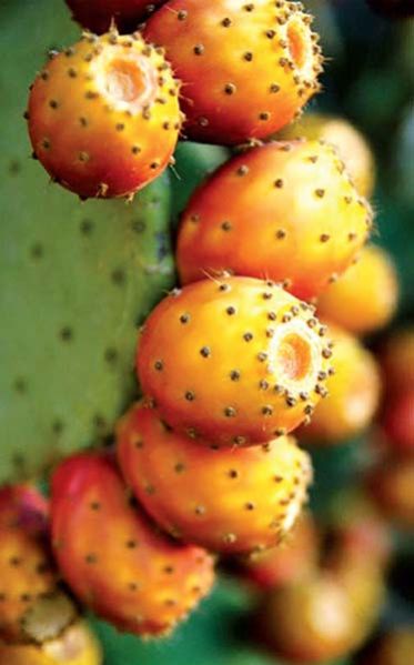 Tunisian Prickly Pears