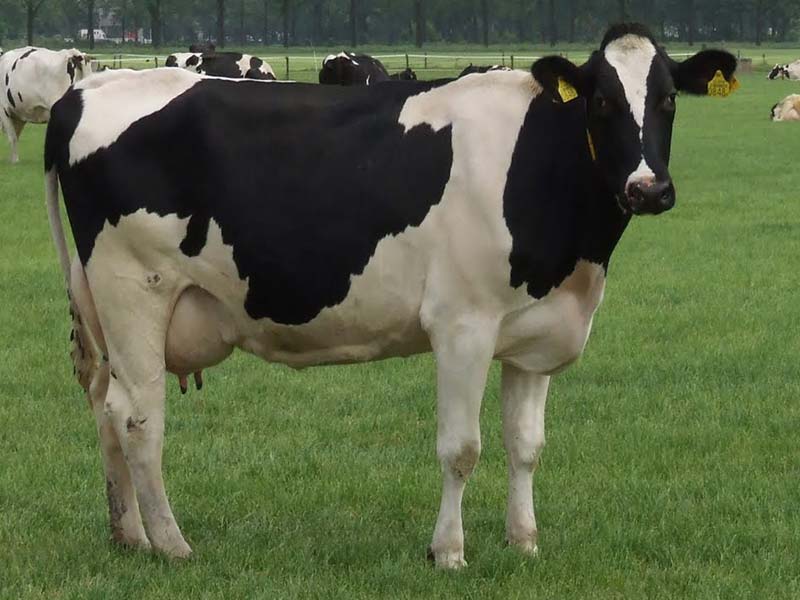 Good Quality Live Dairy Cows and Pregnant Holstein Heifers Cow