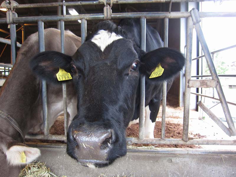 Live Dairy Cows