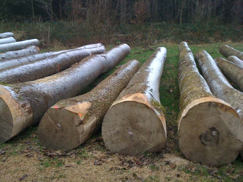 Pine Spruce Birch Oak Ash Logs