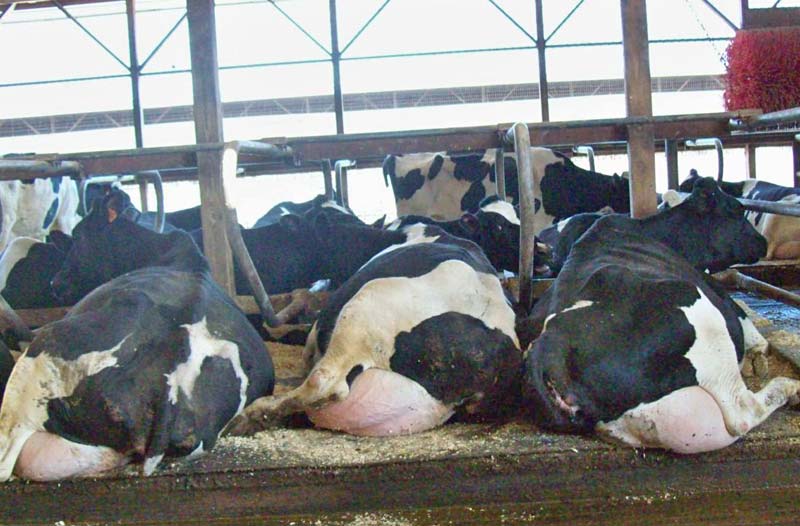 Pregnant Holstein Heifers Cattle